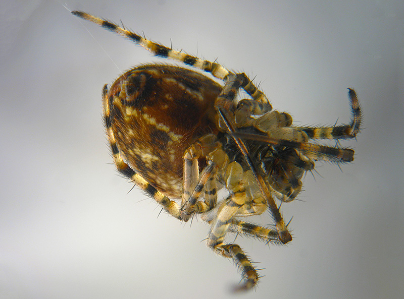 Araneus angulatus? No, Metellina sp.  - Albizzate (VA)